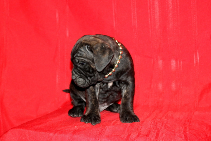 puppy, for, sale, Cane Corso, Matthew B. Stoltzfus, dog, breeder, Gap, PA, dog-breeder, puppy-for-sale, forsale, nearby, find, puppyfind, locator, puppylocator, aca